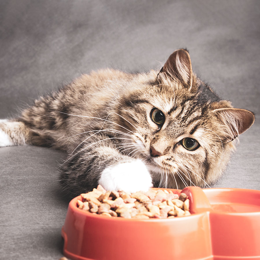 We are very fussy - Pure Tasmanian Pet Food