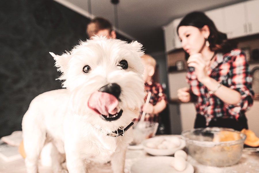 Happy Dog in Kitchen - Pure Tasmanian Pet Food