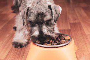 Discover the benefits of Pure Tasmanian Pet Foods