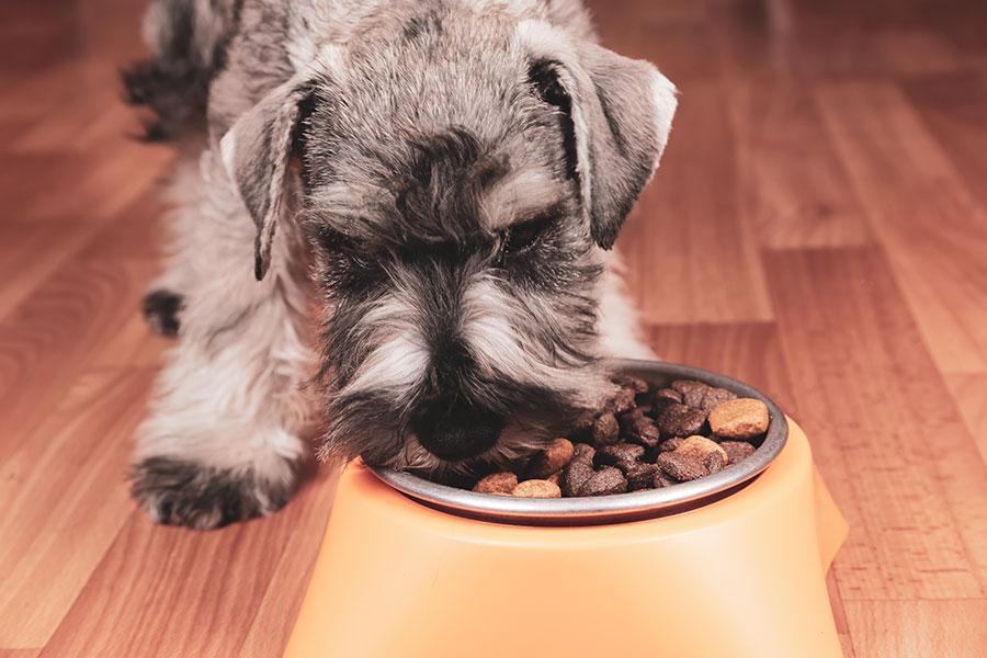 Discover the benefits of Pure Tasmanian Pet Foods