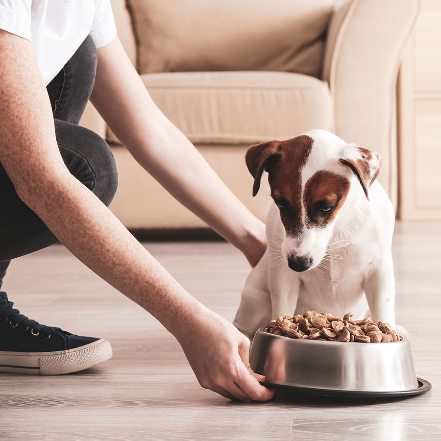 Feeding quality foods to your special friend - Pure Tasmanian Pet Foods
